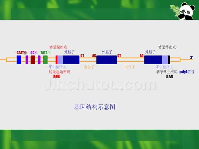 dna亲子鉴定原理