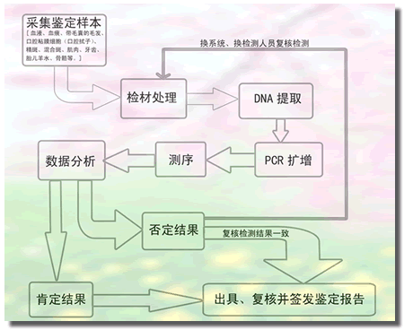 DNA亲子鉴定查Amel